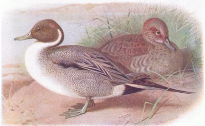 Spießente von Archibald Thorburn